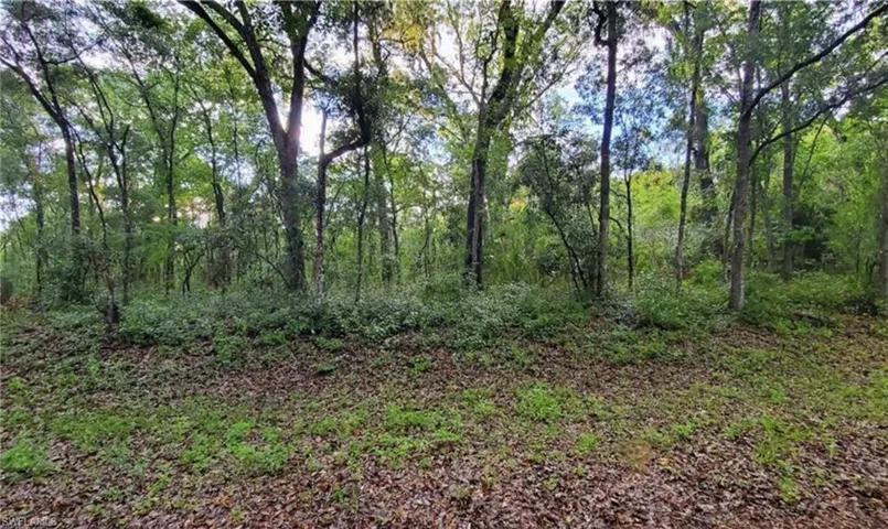 Wooded lot featuring mature trees and established ground cover