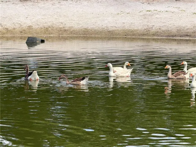 Image quality insufficient for description