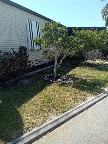 Side showing 2nd mango tree and lime tree