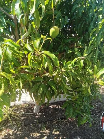 Mango tree
