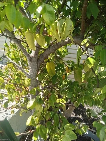 Star fruit tree