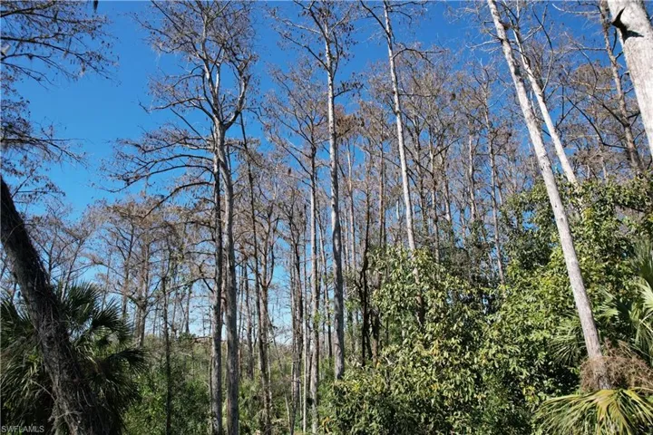 Exterior view of a forest
