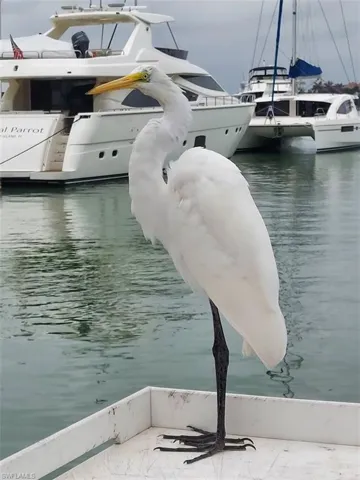 Florida Bird