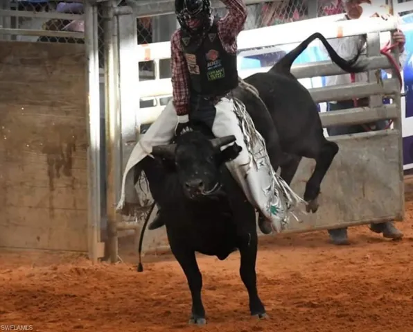 rodeo bull