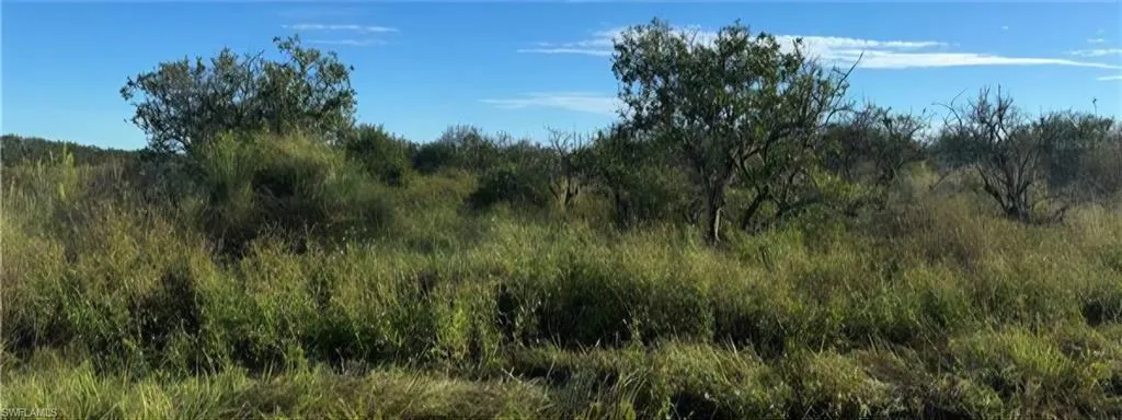 View of woods