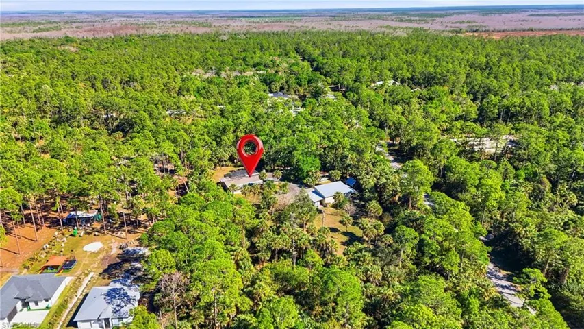 Aerial view of a forest
