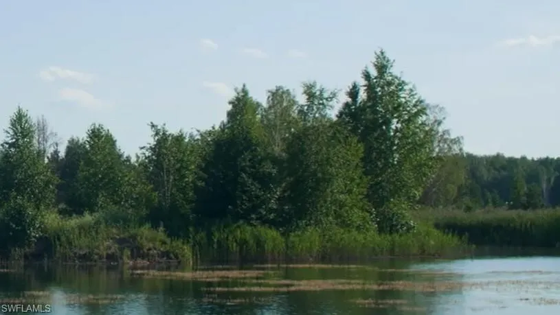 Lush tree line views