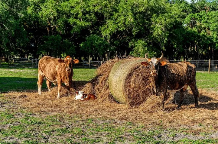 595 Norris Rd.,Fort Denaud, LaBelle, FL