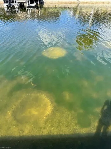 Fish nests in the canak