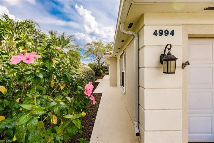Mature hibiscus flowers greet you every day.