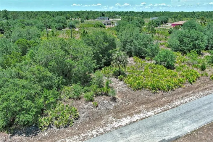 Bird's eye view of a forest