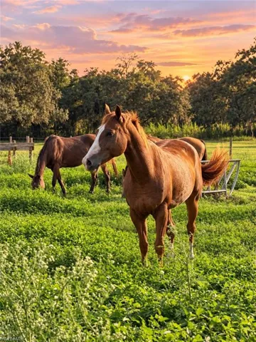 Hobby farm living extends into the oversized, fenced pasture.