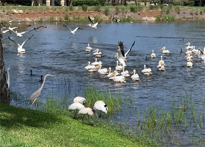 Variety of birds visiting behind Ginger Pointe on the lake