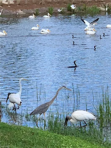 Quite a variety of beautiful water birds