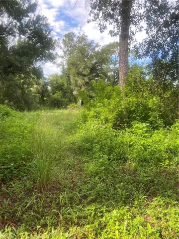 View of nature