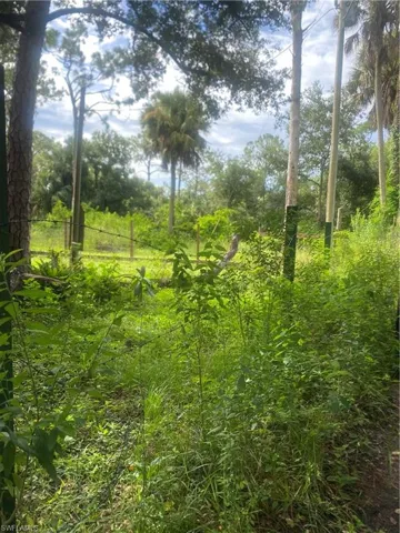 View of local wilderness
