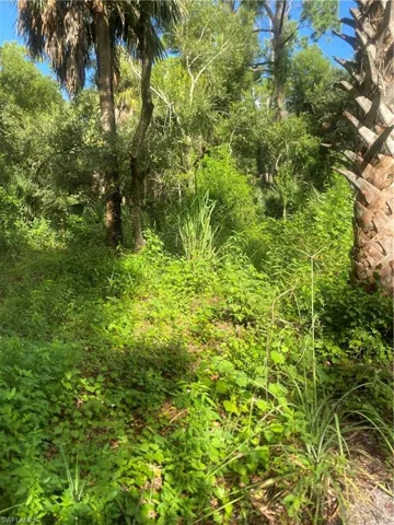View of local wilderness
