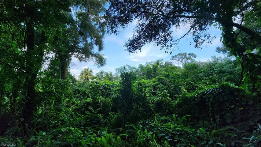 View of local wilderness