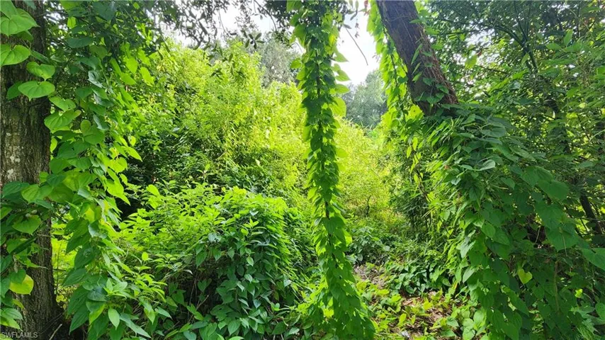 View of local wilderness