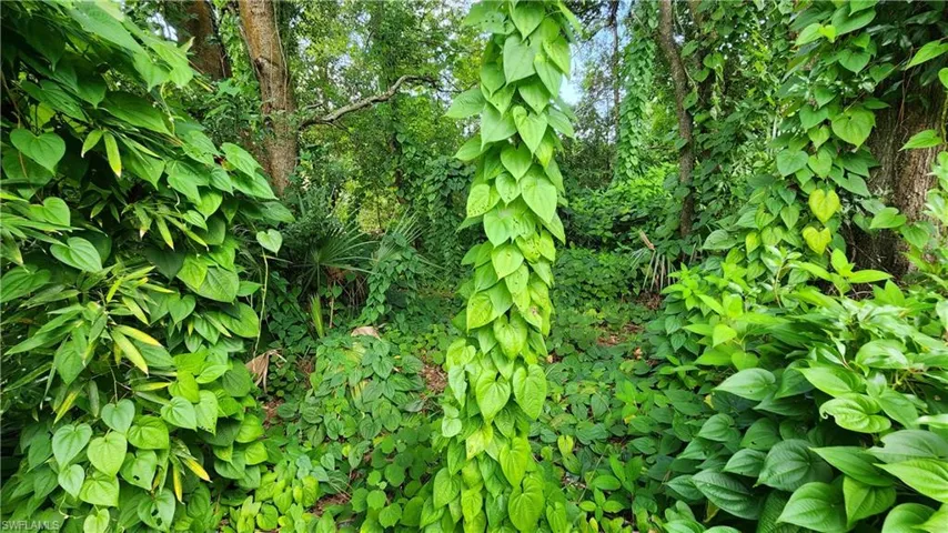 View of nature