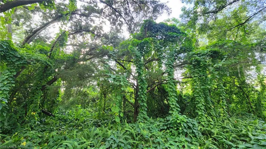 View of local wilderness