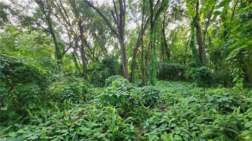 View of nature