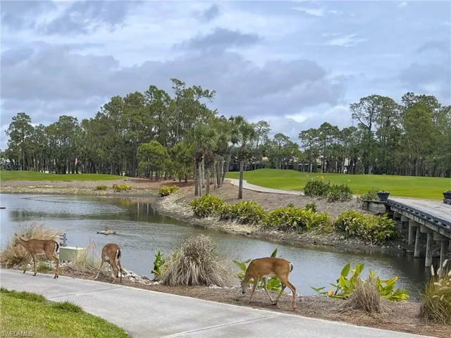 We have lots of deer on the grounds