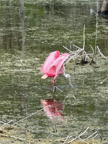 Roseate Spoonbill at the Last Open House