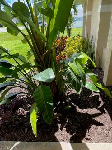 Tropical plants at entrance to home.....