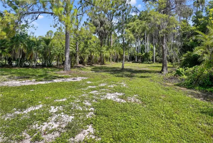 View of backyard.