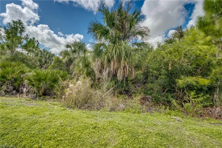 Grassy foreground with a dense border of mature palm trees and various tropical foliage