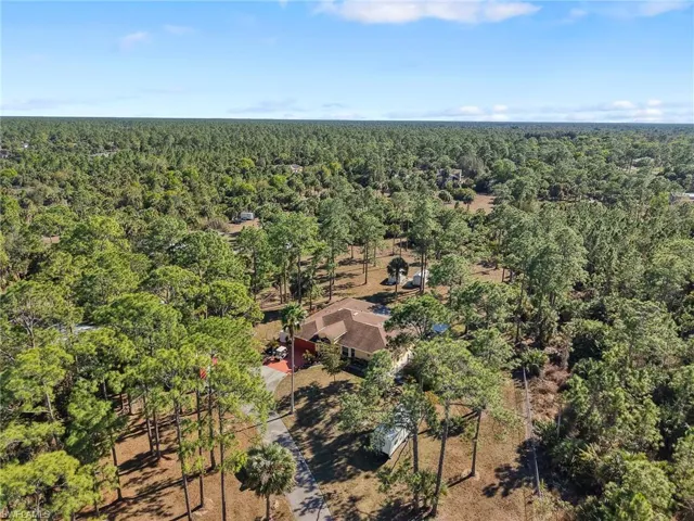 Aerial view of a forest