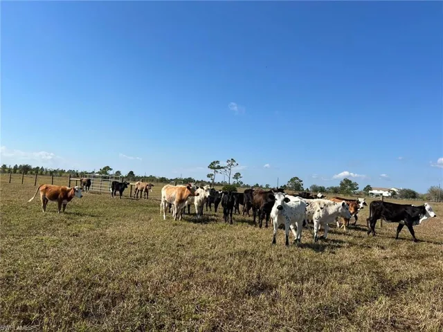 CATTLE GRAZING