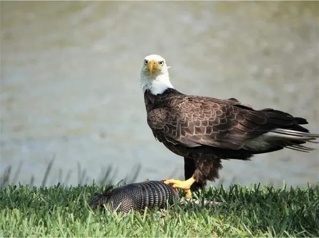 Resident Eagle having lunch!