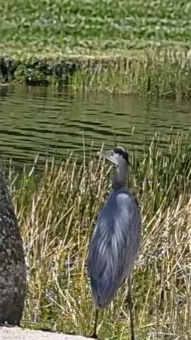 Favorite Wildlife