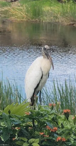 Beautiful Florida Wildlife from your Lanai