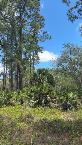 View of local wilderness