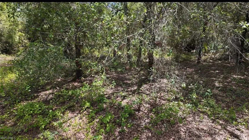 View of wooded area