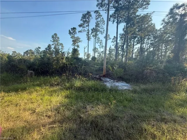 View of local wilderness