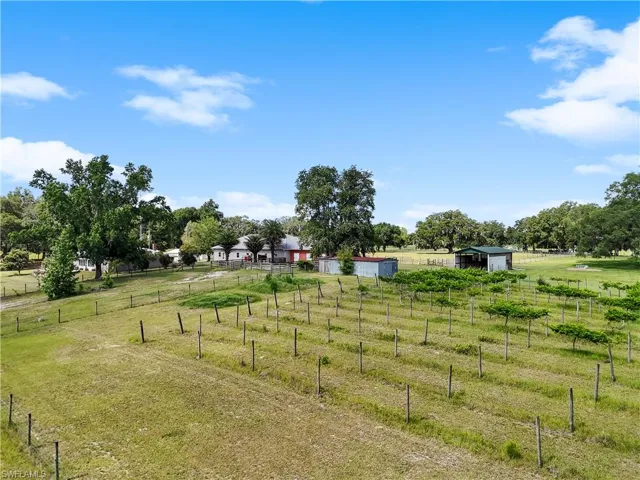 View of vineyard