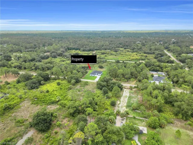 Bird's eye view of a forest