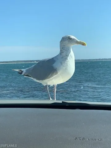 Jonathan Livingston I presume?