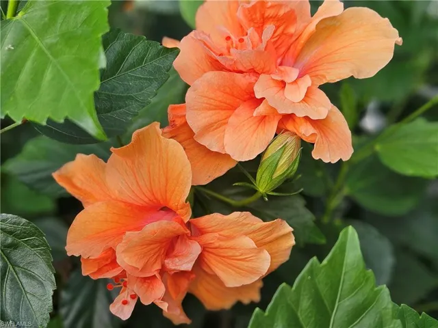Hibiscus plant beside front door