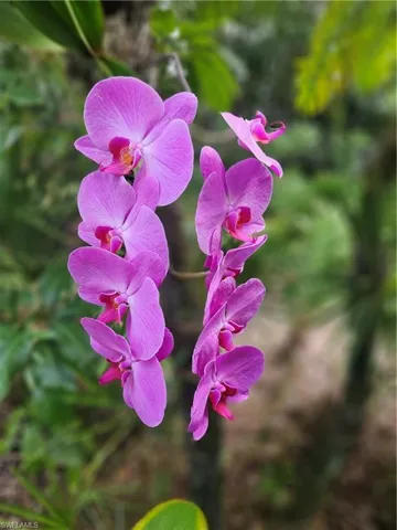 Orchid located in a tree outside of the picture window in the family room