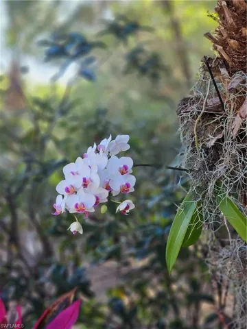 Orchid blooms inside the lania above the spa