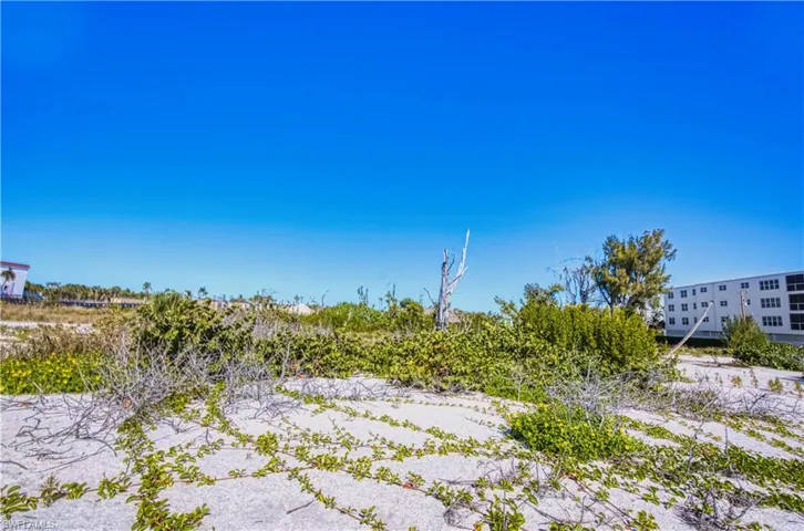 Beach vegetation.
