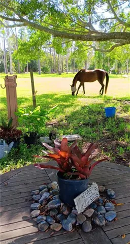 pasture