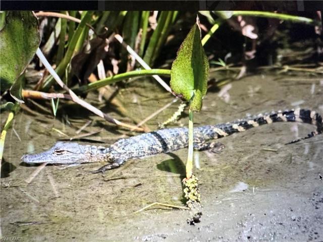 A little bit of Florida nature in the Verandah