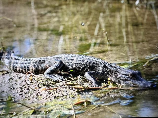 A lot more of Floridas nature in the Verandah