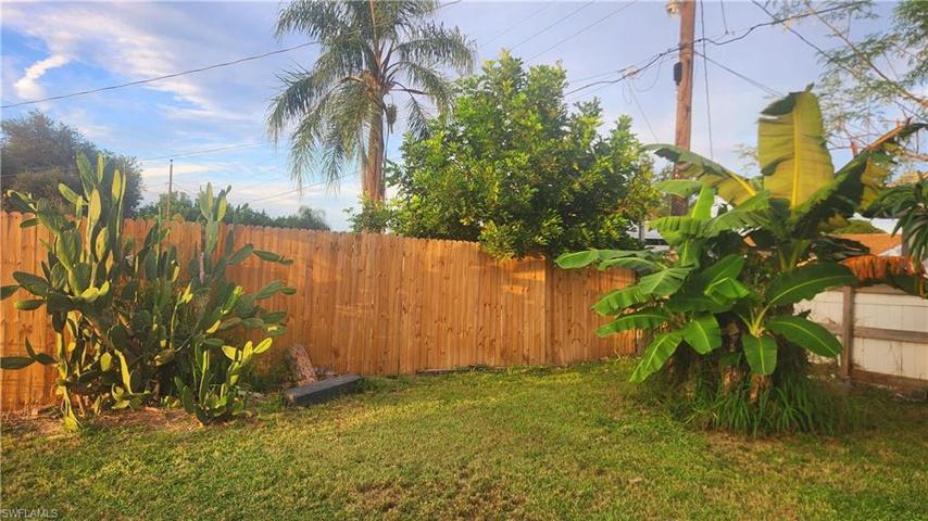 Cactus and Banana tree